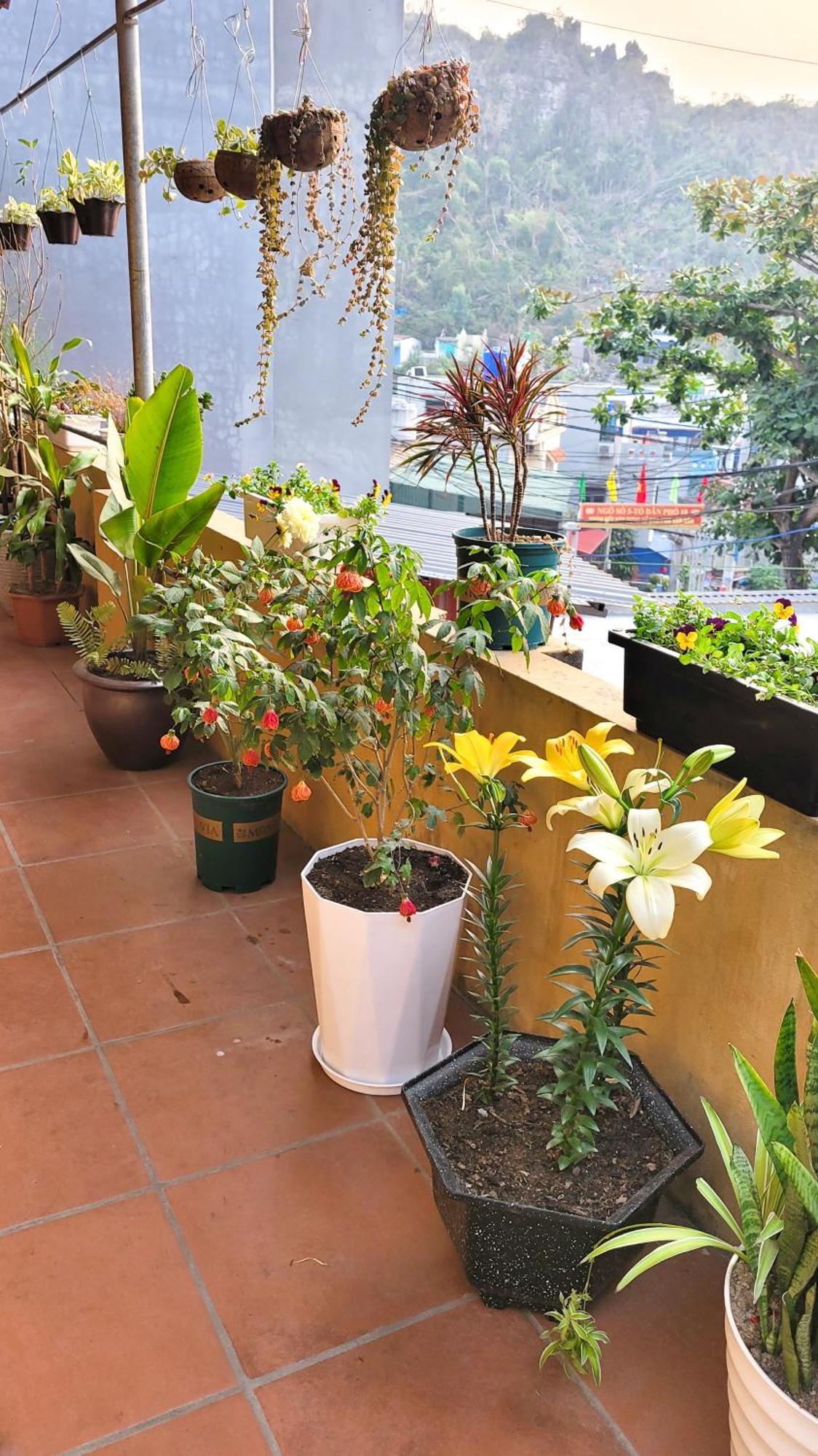 מלון Chan Chau Tiny Garden House Cat Ba מראה חיצוני תמונה