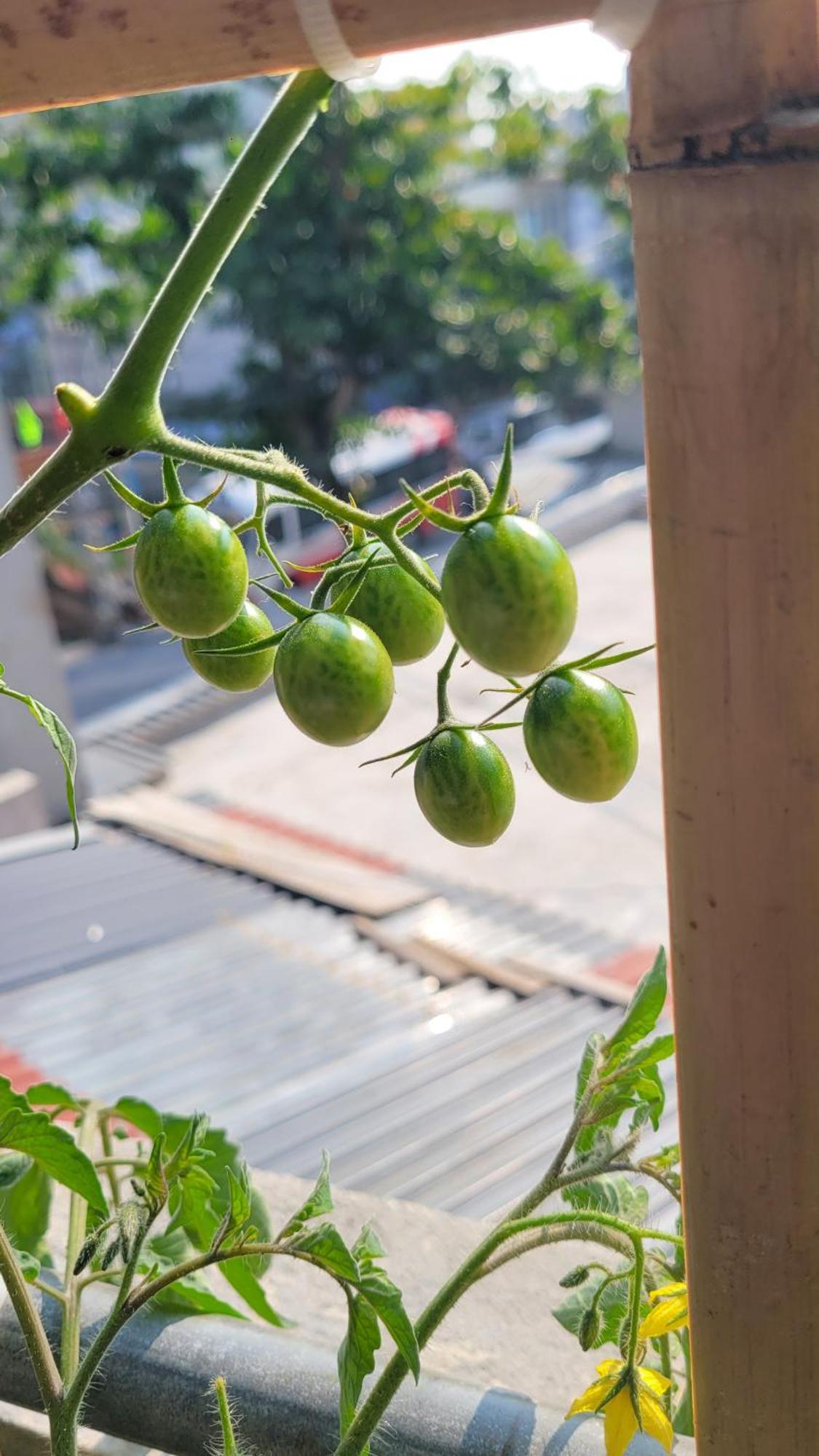מלון Chan Chau Tiny Garden House Cat Ba מראה חיצוני תמונה