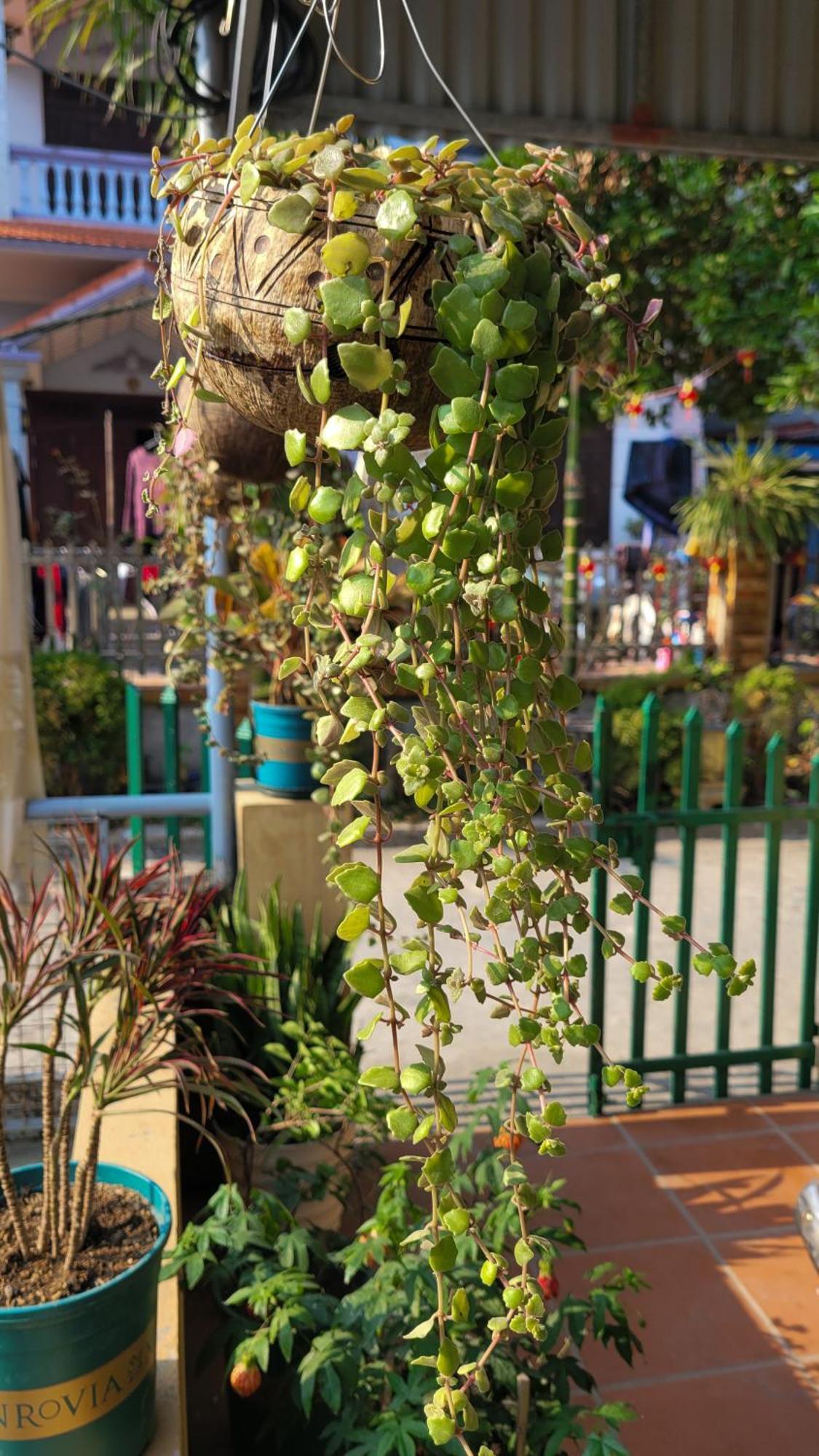 מלון Chan Chau Tiny Garden House Cat Ba מראה חיצוני תמונה